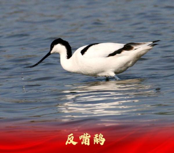 走进白洋淀“鸟类天堂”
