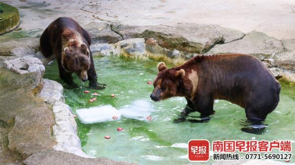 棕熊泡澡、河马吃瓜……南宁这些动物避暑有“凉”方