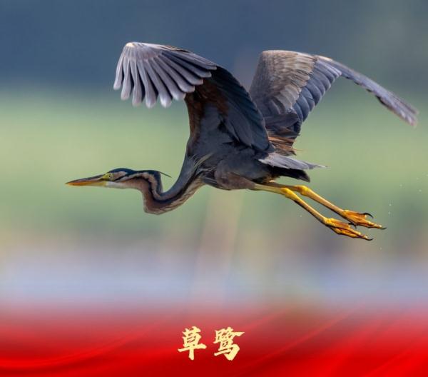 走进白洋淀“鸟类天堂”