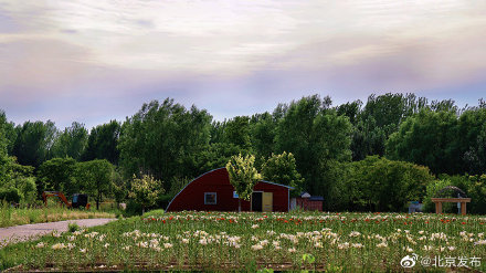 世园公园400万株百合五色绽放 世园公园400万株百合五色绽放
