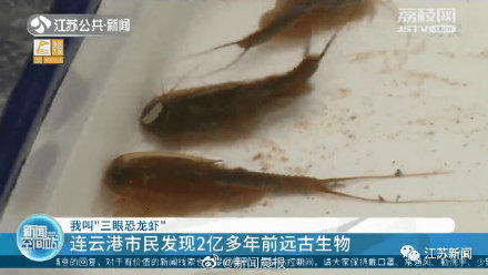 男子小区池内发现2亿年前远古生物 专家：鲎虫卵可以休眠存活20多年