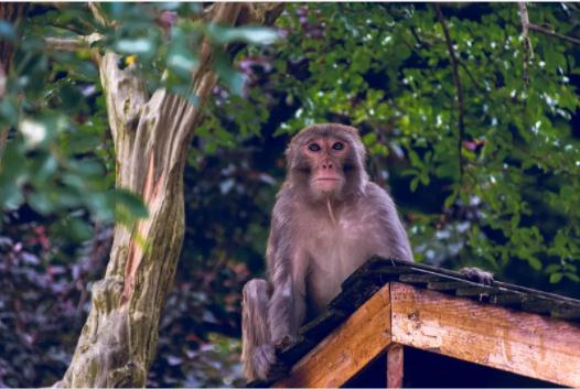 村里来了两只猴!要注意…… 村里来了两只猴!要注意……