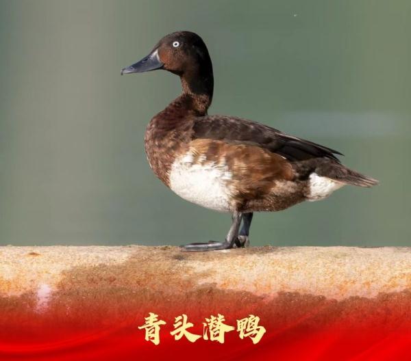 走进白洋淀“鸟类天堂”