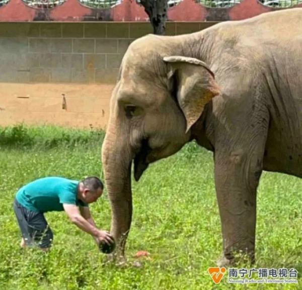 吃西瓜、泡冰块浴、搓澡……它们开启夏日“清凉模式”！