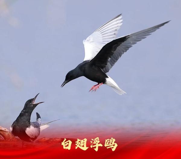 走进白洋淀“鸟类天堂”