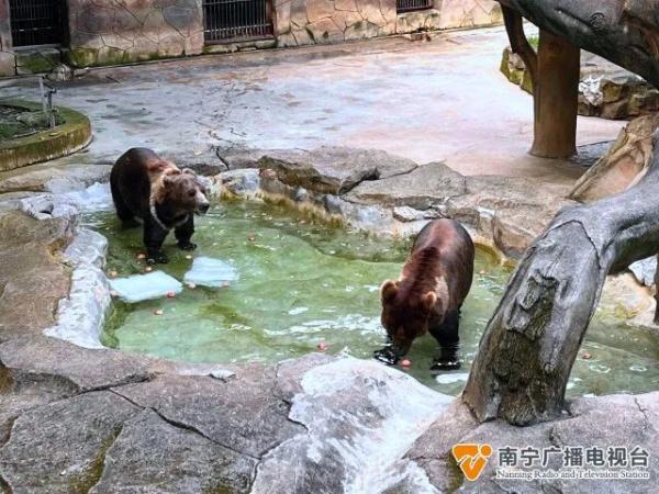 吃西瓜、泡冰块浴、搓澡……它们开启夏日“清凉模式”！