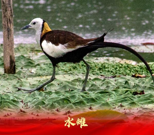 走进白洋淀“鸟类天堂”