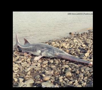 IUCN官网：全球现存26种鲟鱼均面临灭绝危险