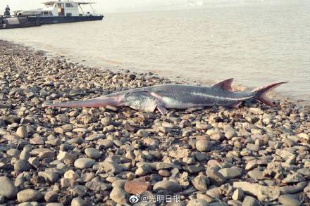 IUCN宣布长江白鲟灭绝