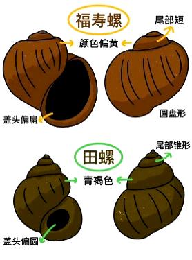 警惕！繁殖能力强，看到它可随手清理！