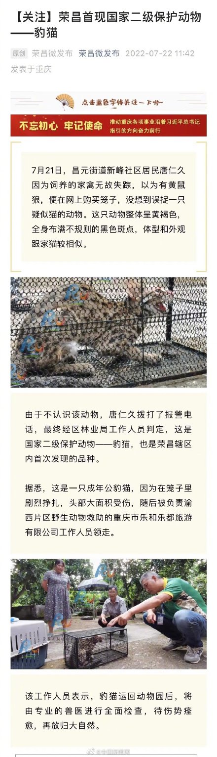 重庆大爷误捉二级保护动物豹猫