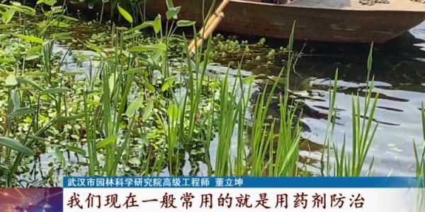 警惕！繁殖能力强，看到它可随手清理！