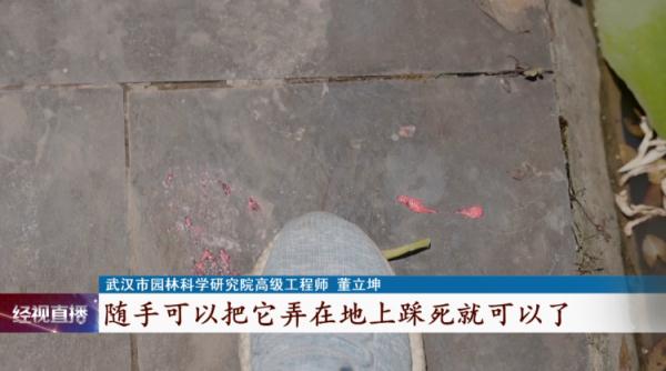 警惕！繁殖能力强，看到它可随手清理！