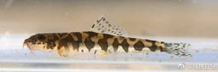 伊洛瓦底江流域发现条鳅科鱼类新种