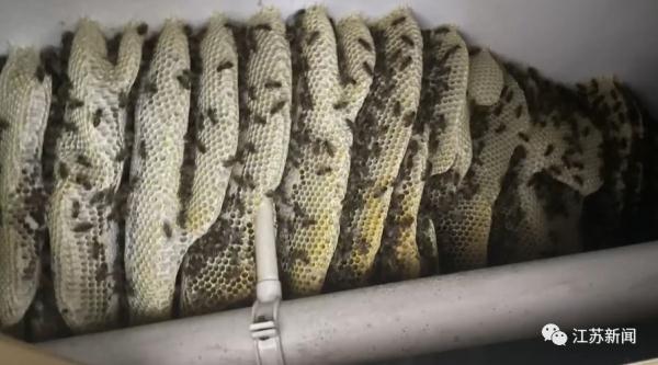 头皮发麻!足足160斤,家中掏出这个大家伙 头皮发麻!足足160斤,家中掏出这个大家伙