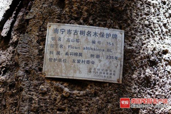 奇观！南宁一楼房墙上“长”出榕树，树龄竟有249年