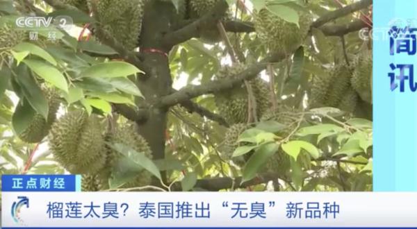 不臭的榴莲来了！你会尝试吗？