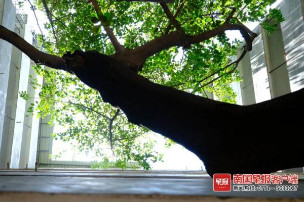 奇观！南宁一楼房墙上“长”出榕树，树龄竟有249年