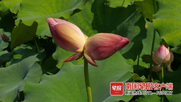 花开并蒂，好运“莲莲”！桂林一荷田开出并蒂莲