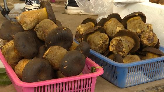 女子吃菌中毒致幻,在病床上伸手抓小人 女子吃菌中毒致幻,在病床上伸手抓小人