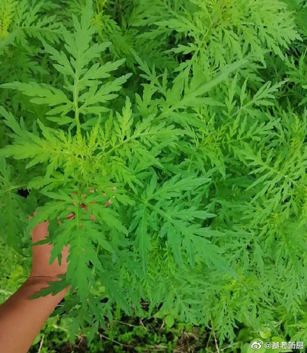 湖北荆州现外来入侵物种 ,严重可致人死亡 湖北荆州现外来入侵物种 ,严重可致人死亡