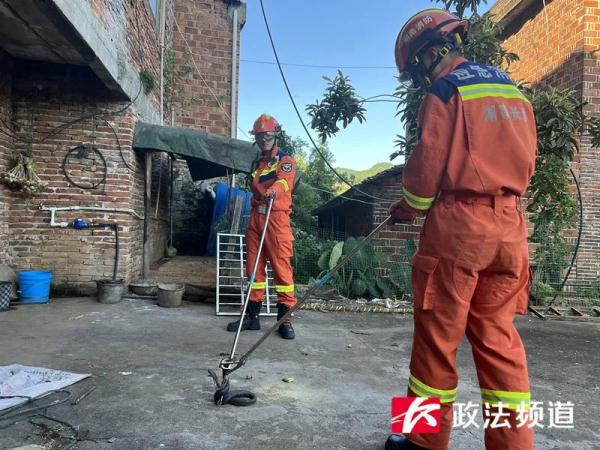 吓出冷汗！剧毒眼镜王蛇藏匿居民家中，长沙消防紧急出动