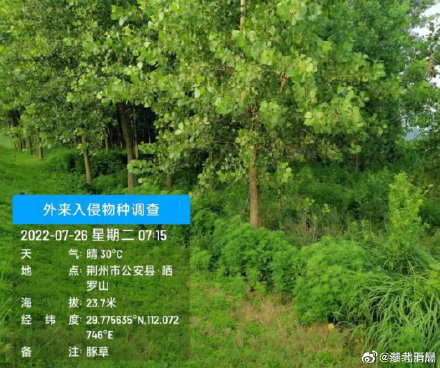 湖北荆州现外来入侵物种 ,严重可致人死亡 湖北荆州现外来入侵物种 ,严重可致人死亡