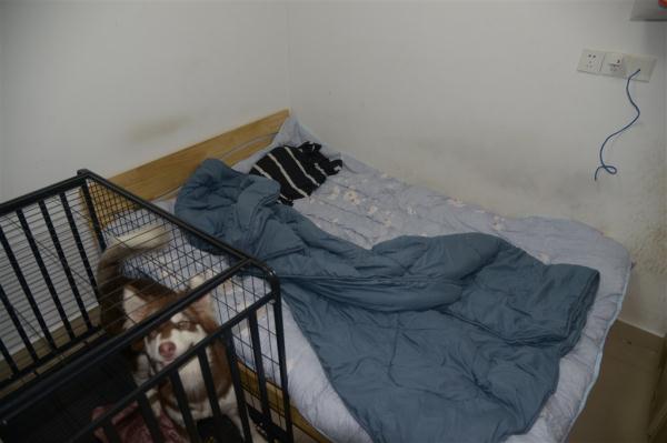 家中黄金首饰蹊跷丢失 警方调查后锁定宠物狗 家中黄金首饰蹊跷丢失 警方调查后锁定宠物狗