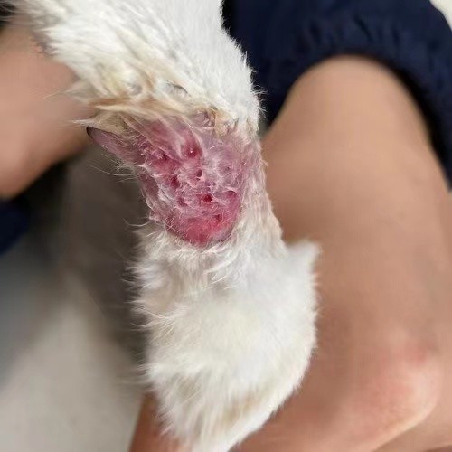 主人怕被挠伤，给猫穿鞋致其四肢腐烂
