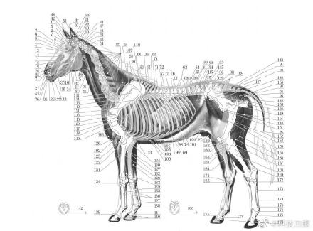 首个中兽医针灸国家标准诞生
