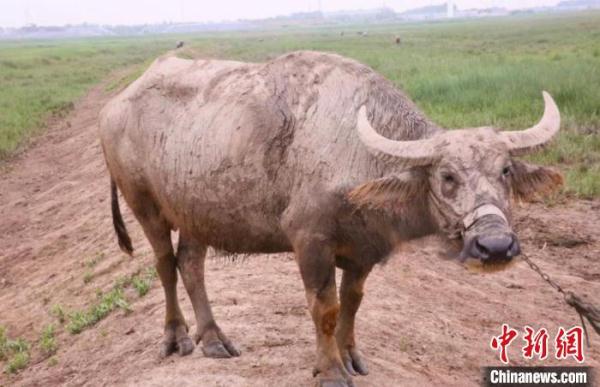 “抢救”上海水牛 留住独特“基因” “抢救”上海水牛 留住独特“基因”