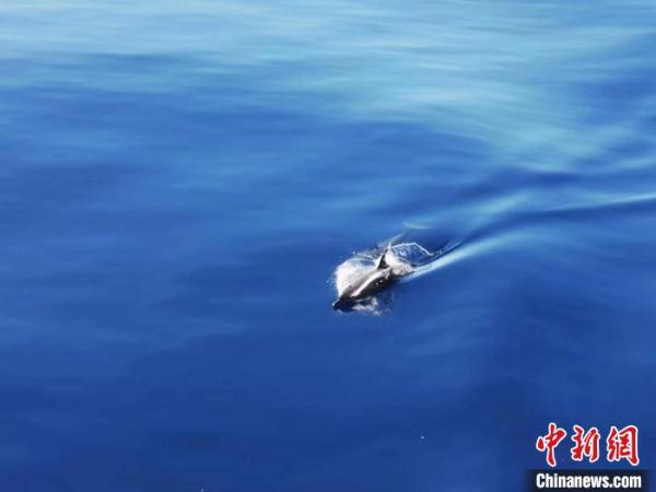 【动物世界】中国海警南岛舰西沙海域巡航路遇海豚