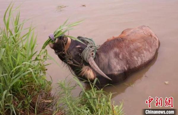 “抢救”上海水牛 留住独特“基因” “抢救”上海水牛 留住独特“基因”