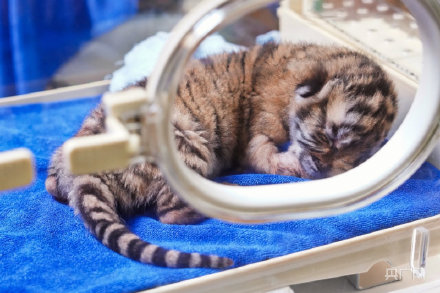 长隆野生动物世界老虎宝宝迎集体体检