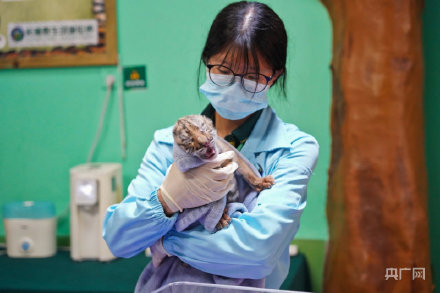 长隆野生动物世界老虎宝宝迎集体体检