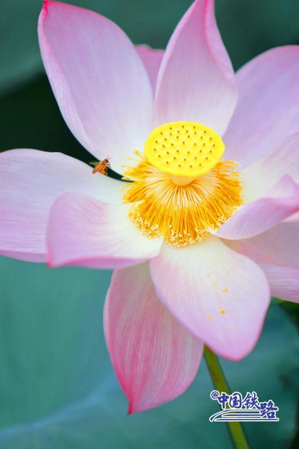 坐火车穿越村落,窗景超治愈! 坐火车穿越村落,窗景超治愈!
