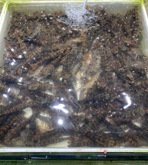 价格大跌！杭州人热爱的这道美味，每斤降了100多元！菜场老板：八月份还要便宜