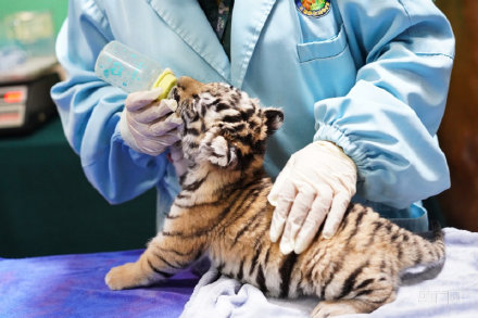 长隆野生动物世界老虎宝宝迎集体体检