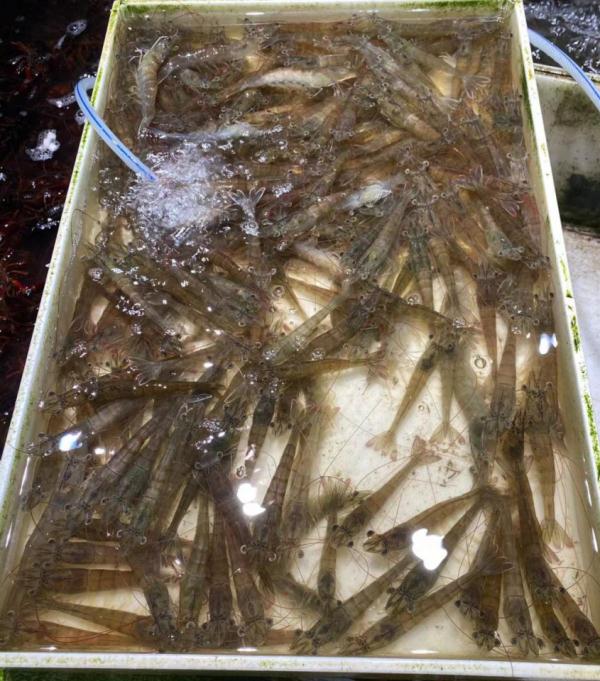 价格大跌！杭州人热爱的这道美味，每斤降了100多元！菜场老板：八月份还要便宜