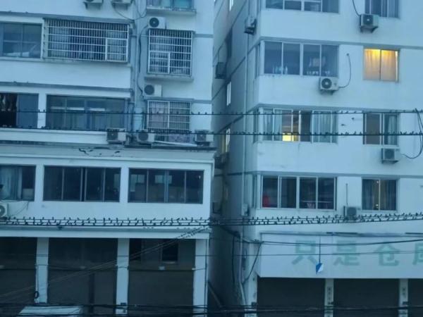 浙江温州一村庄惊现“奇观”：上万只燕子大聚会，每天傍晚来天亮走