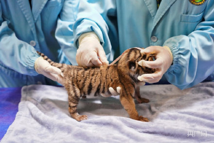 长隆野生动物世界老虎宝宝迎集体体检