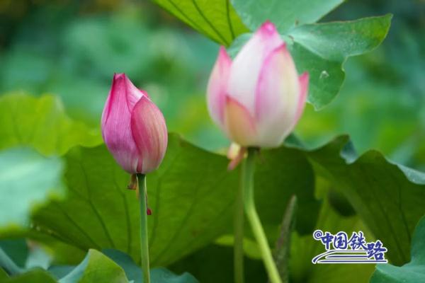 坐火车穿越村落,窗景超治愈! 坐火车穿越村落,窗景超治愈!