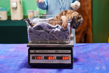 长隆野生动物世界老虎宝宝迎集体体检