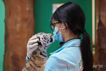 长隆野生动物世界老虎宝宝迎集体体检