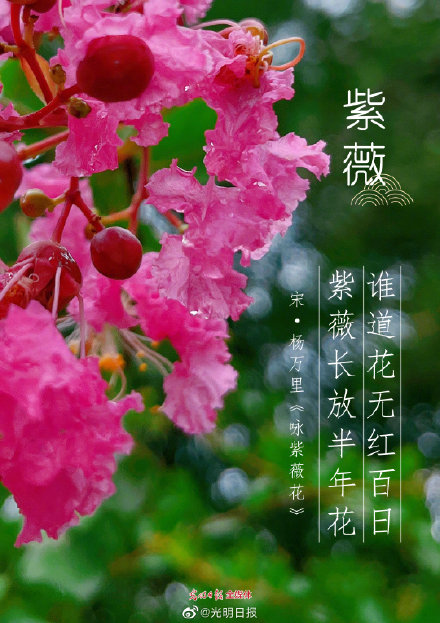 古诗词里的花有多美