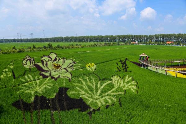 沈北稻田画进入最佳观赏期