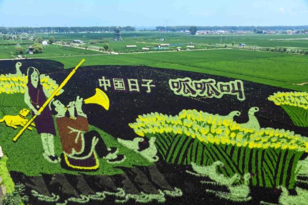 沈北稻田画进入最佳观赏期