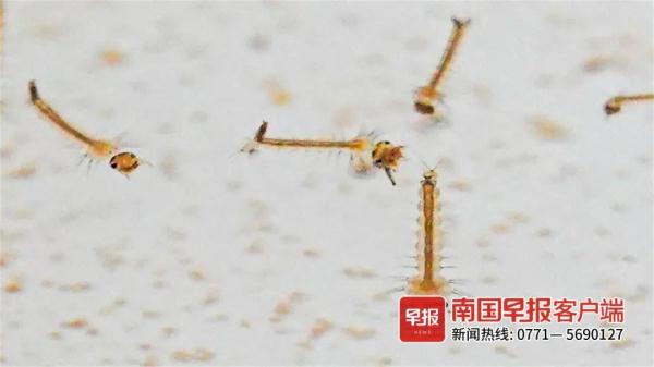 广西今年蚊子好像少了?真相有点扎心! 广西今年蚊子好像少了?真相有点扎心!