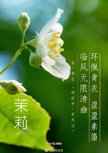 古诗词里的花有多美