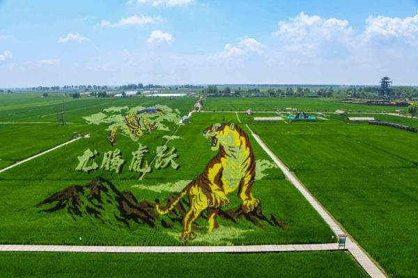 沈北稻田画进入最佳观赏期